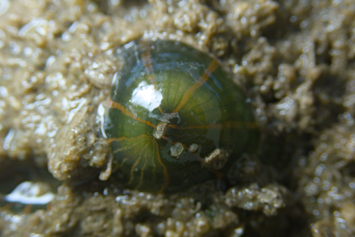 Diadumene lineata - Striped Green Sea Anemone