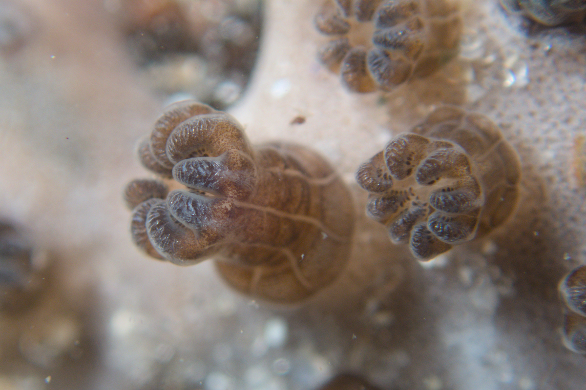 Erythropodium hicksoni