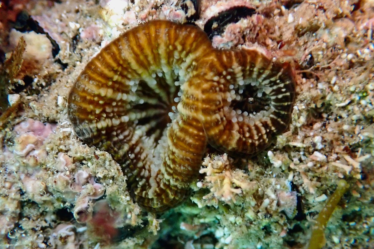 Homophyllia australis - Solitary Green Coral