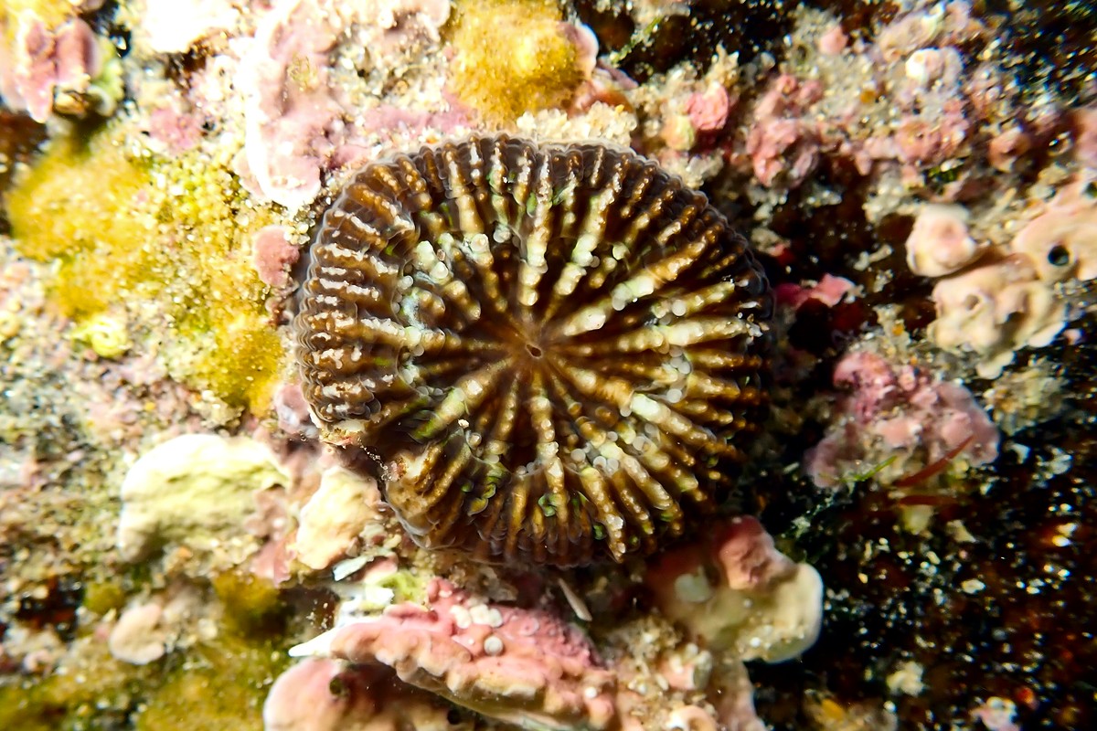 Homophyllia australis - Solitary Green Coral