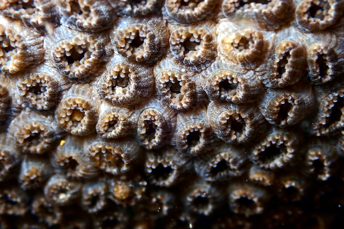 Plesiastrea versipora - Green Coral