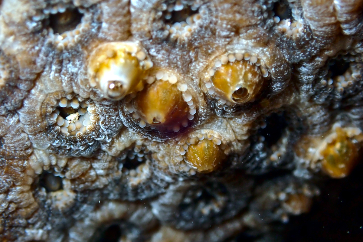 Plesiastrea versipora - Green Coral