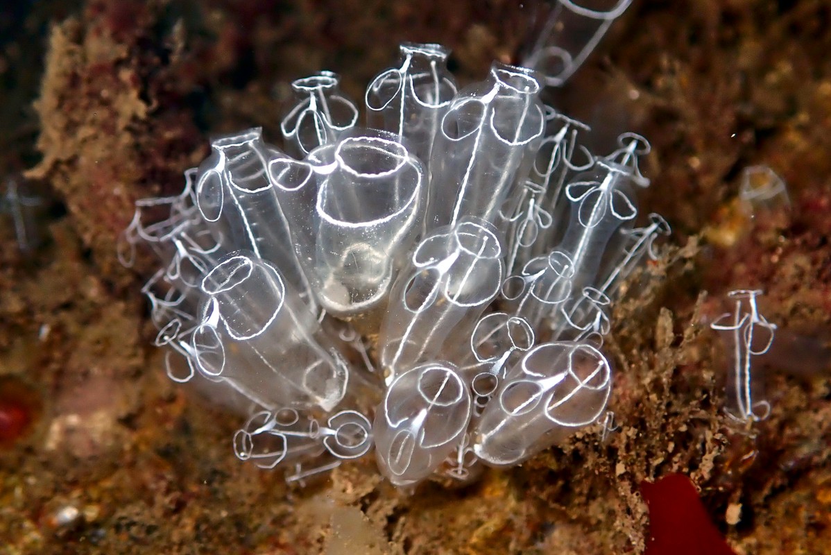 Clavelina lepadiformis - Light Bulb Ascidian