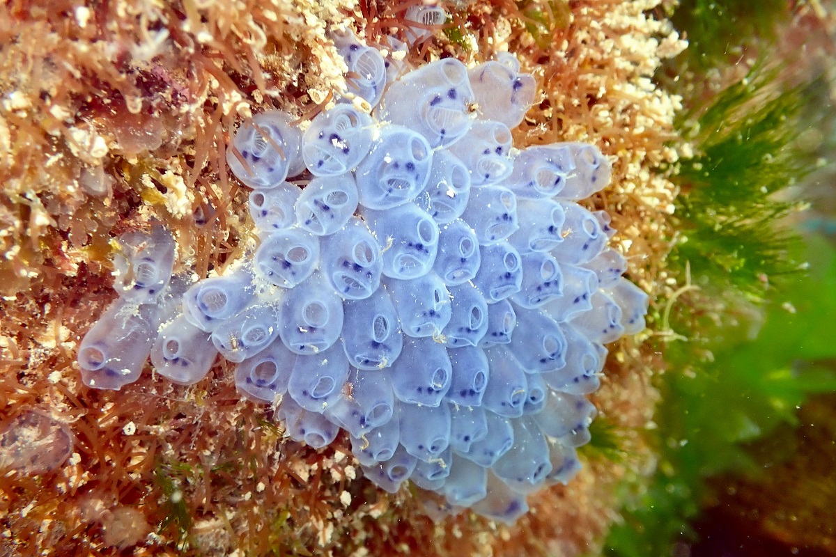Clavelina moluccensis - Bluebell Ascidian