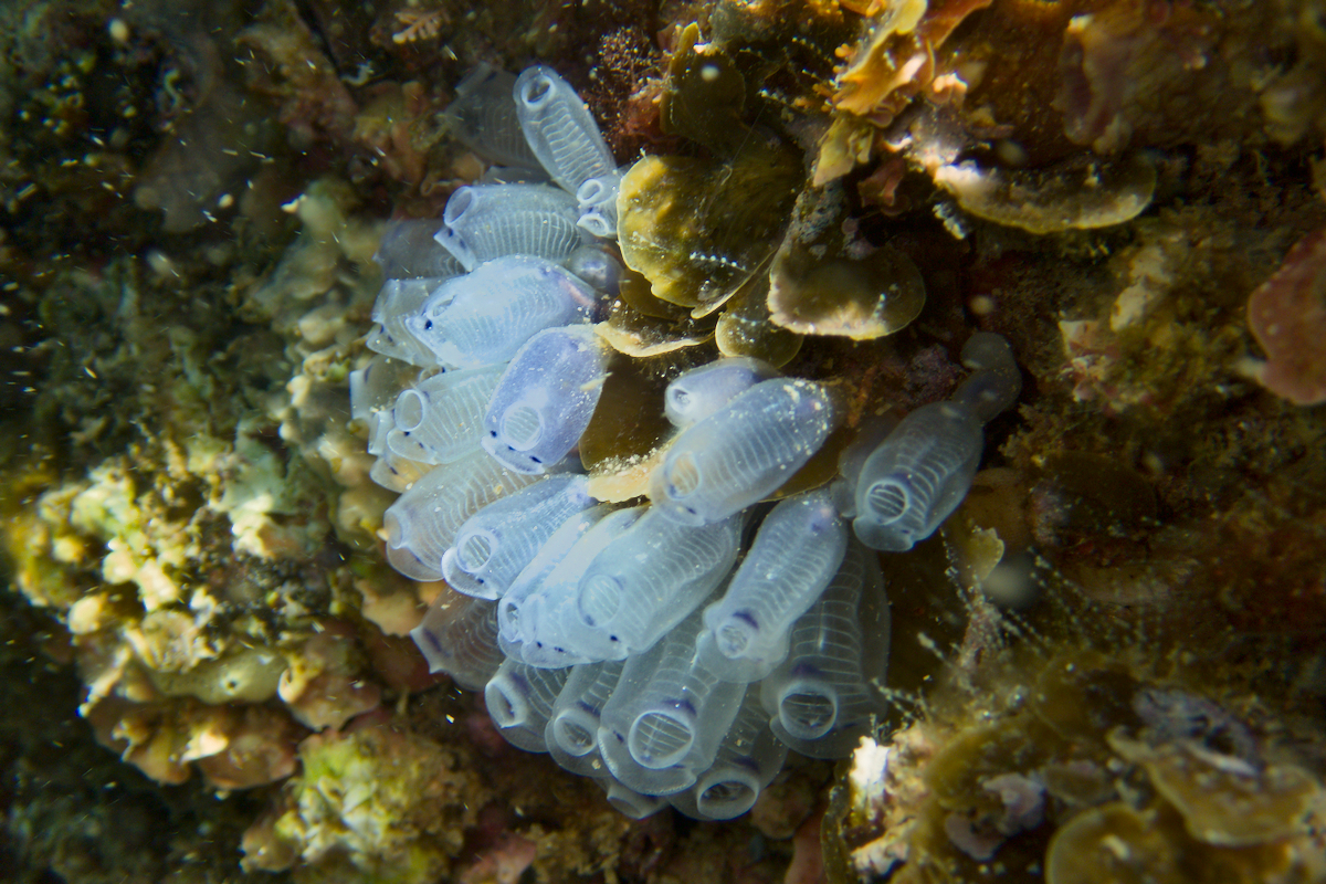 Clavelina moluccensis - Bluebell Ascidian