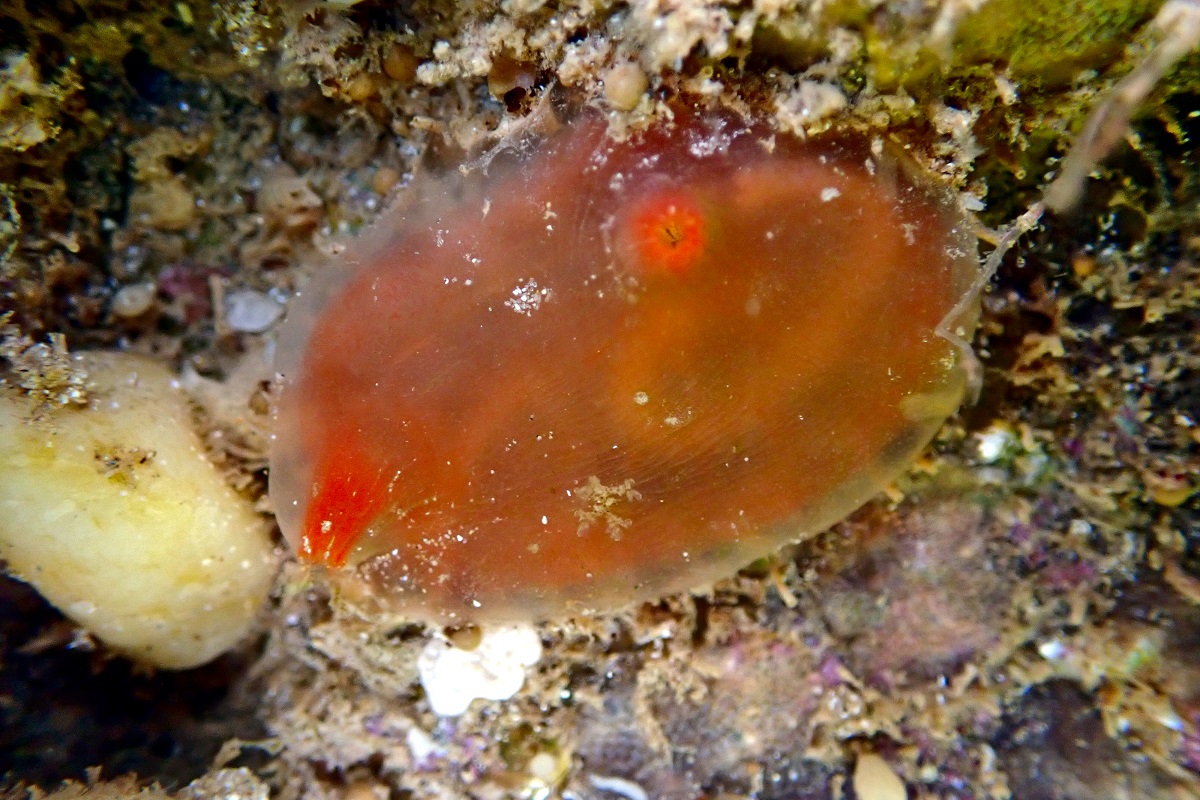 Corella eumyota - Orange-tipped Ascidian