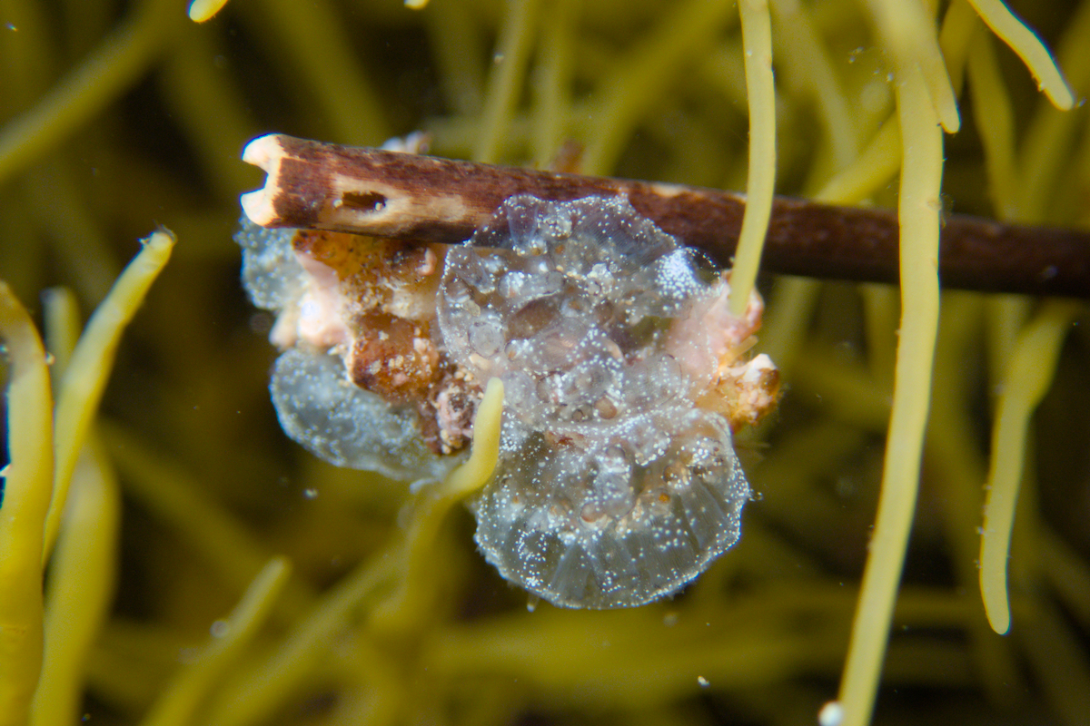 Diplosoma listerianum - Jelly Crust Ascidian