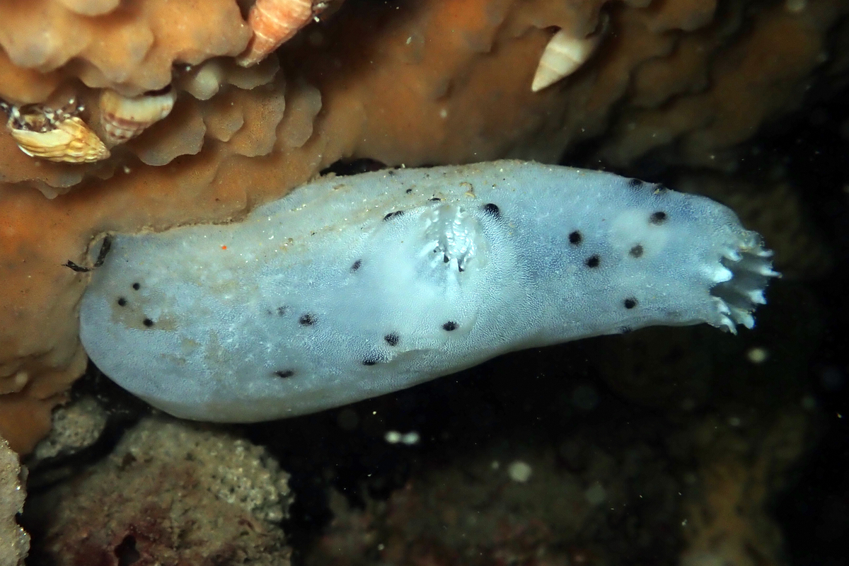 Phallusia obesa - Obese Ascidian