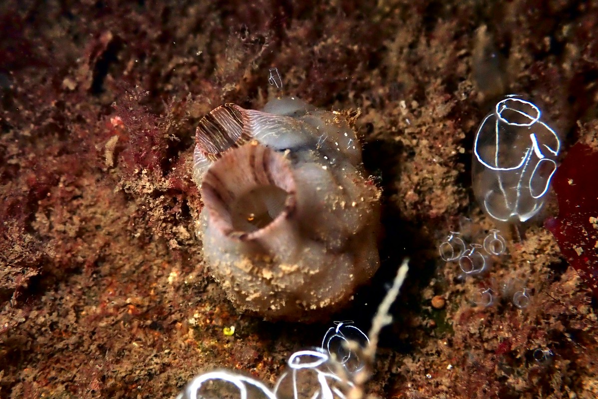 Styela plicata - Pleated Sea Squirt