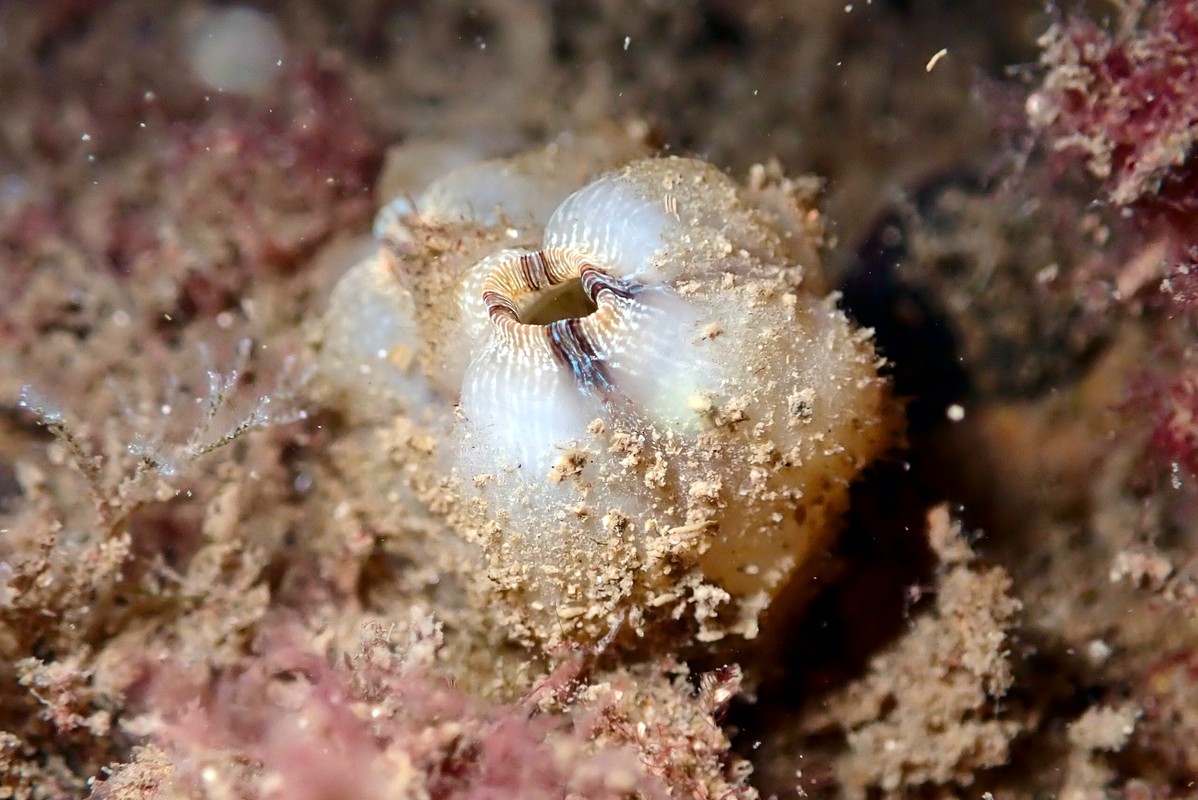 Styela plicata - Pleated Sea Squirt
