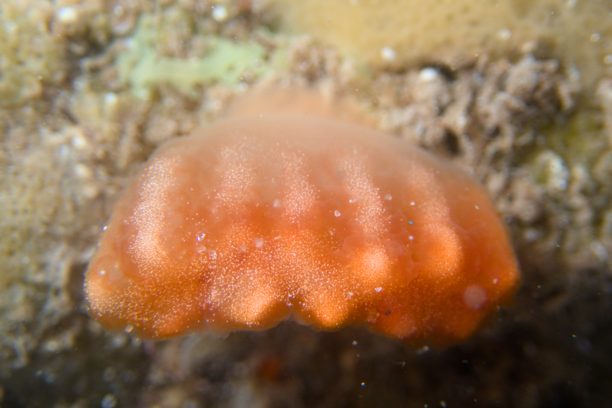 Sycozoa cerebriformis - Brain Ascidian