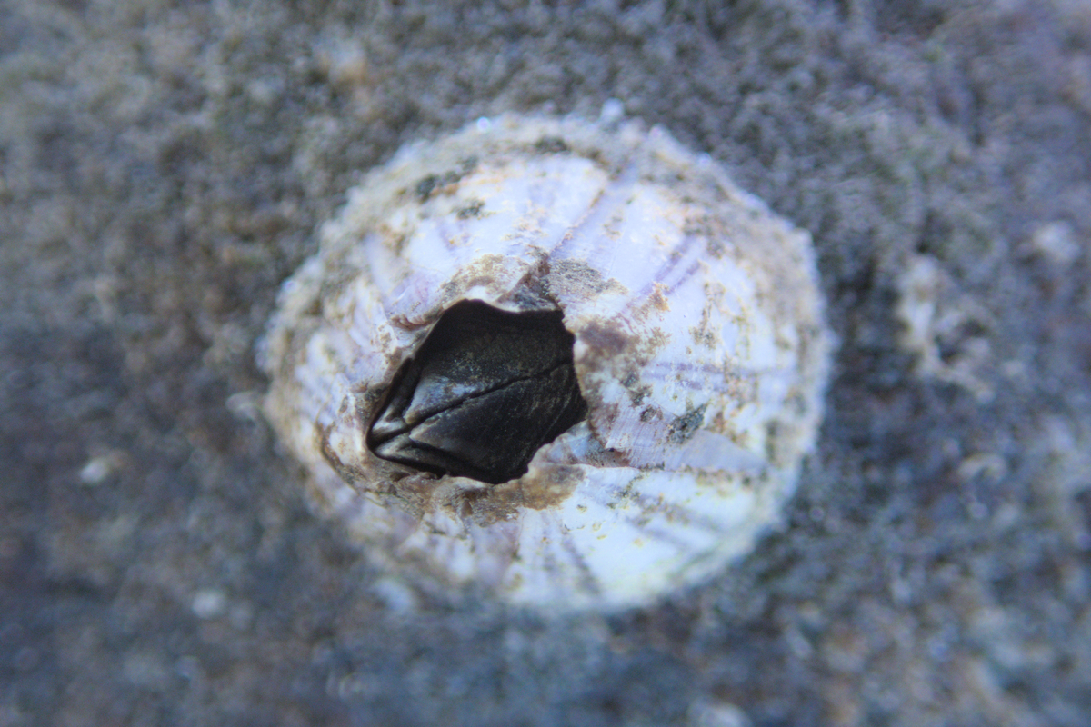 Amphibalanus amphitrite - Striped Barnacle