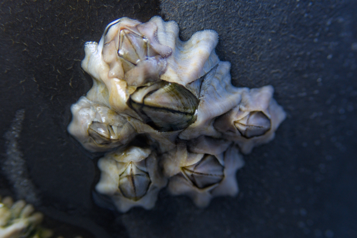 Austrominius modestus - Beaked Barnacle