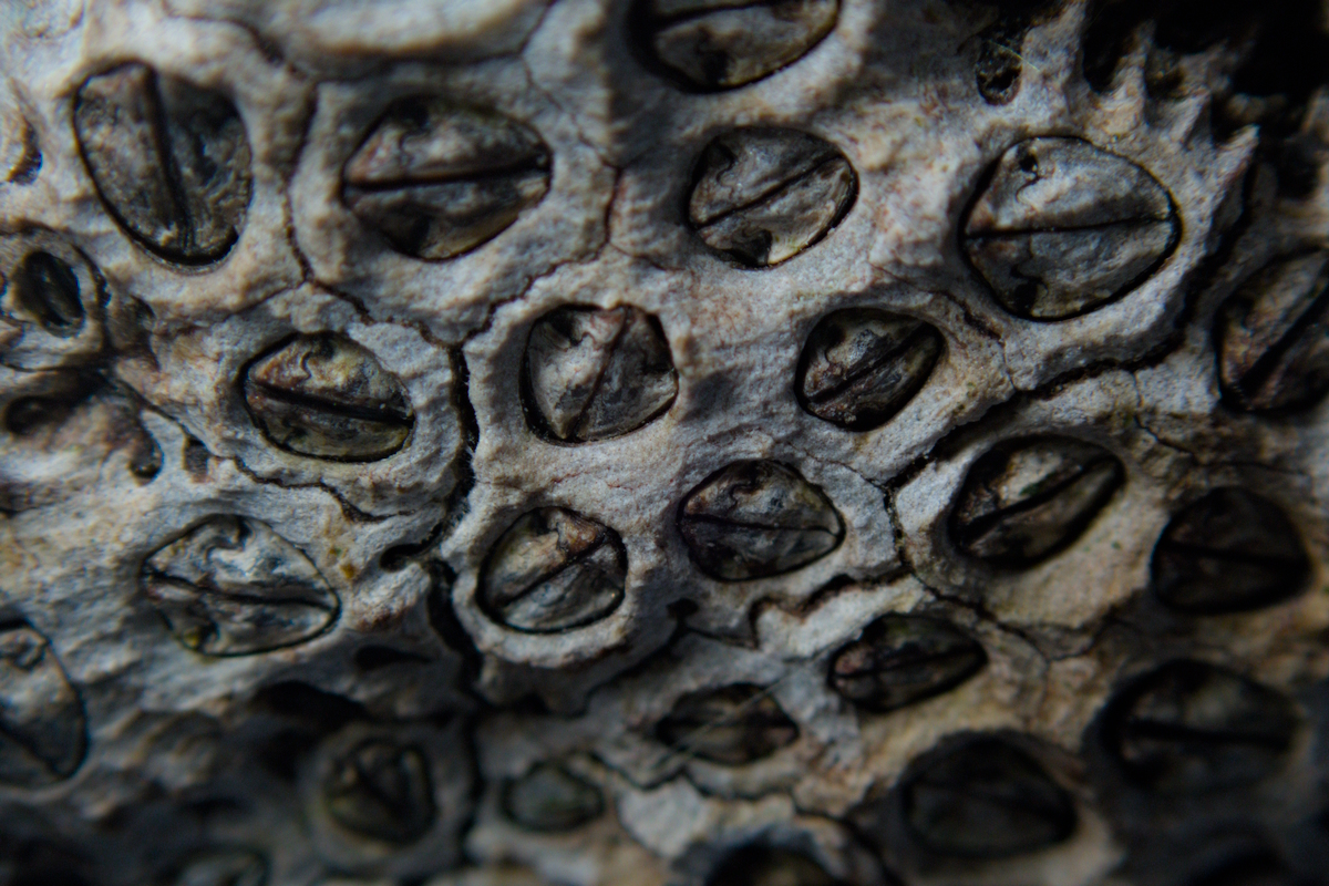 Chamaesipho tasmanica - Honeycomb Barnacle