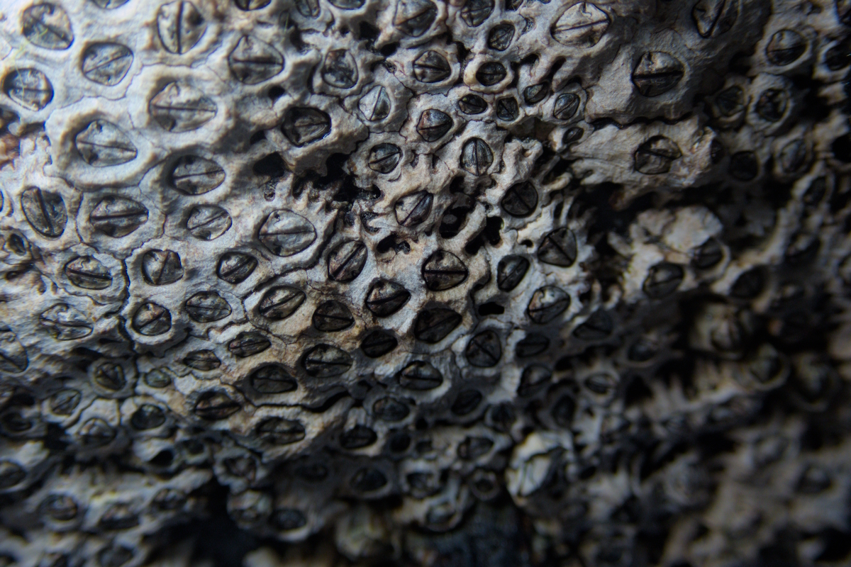 Chamaesipho tasmanica - Honeycomb Barnacle