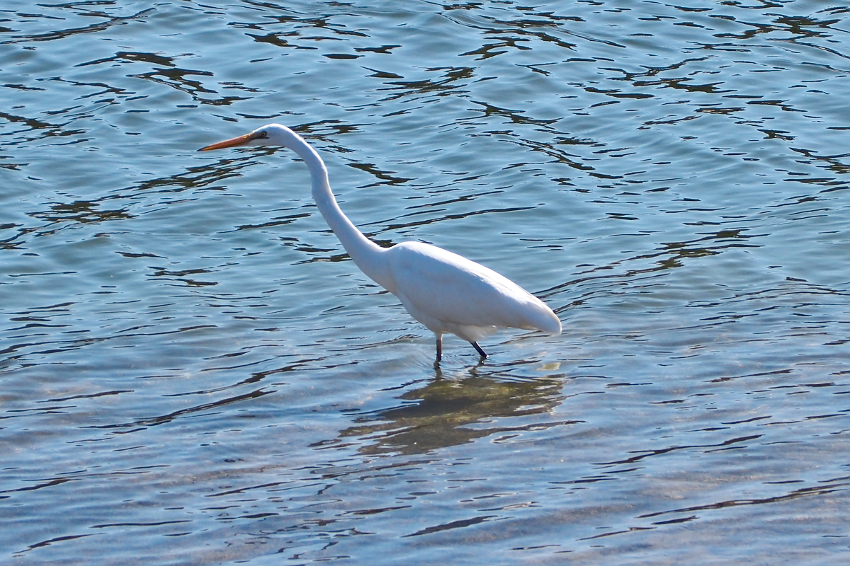 Ardea alba (ssp. modesta) - Eastern Great Egret