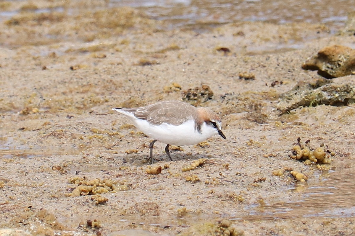 Charadrius ruficapillus - Red-capped Plover