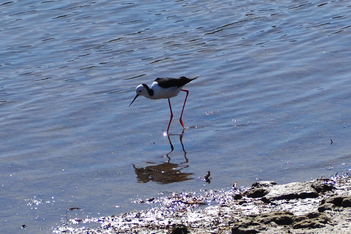 Himantopus leucocephalus - Pied Stilt