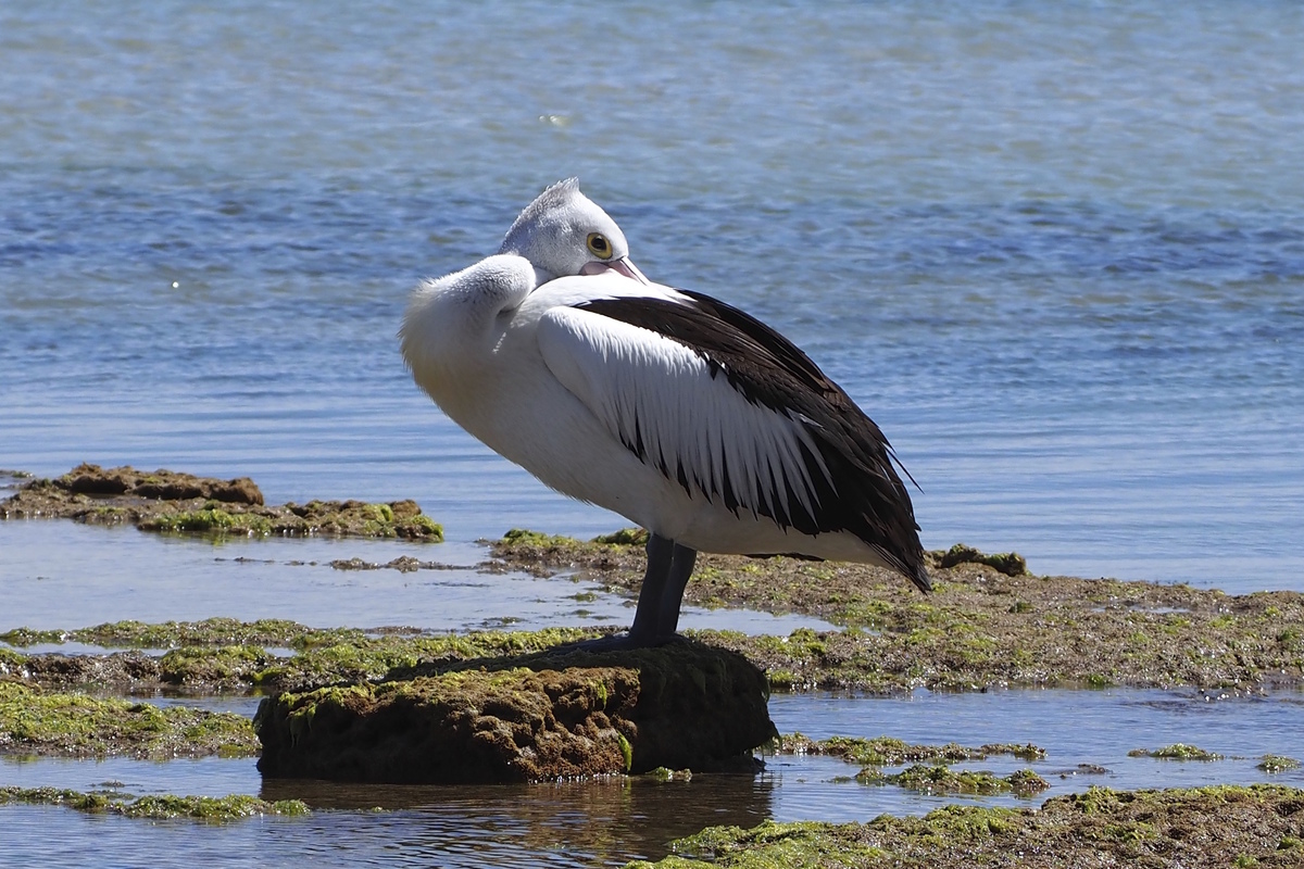 Pelecanus conspicillatus - Australian Pelican