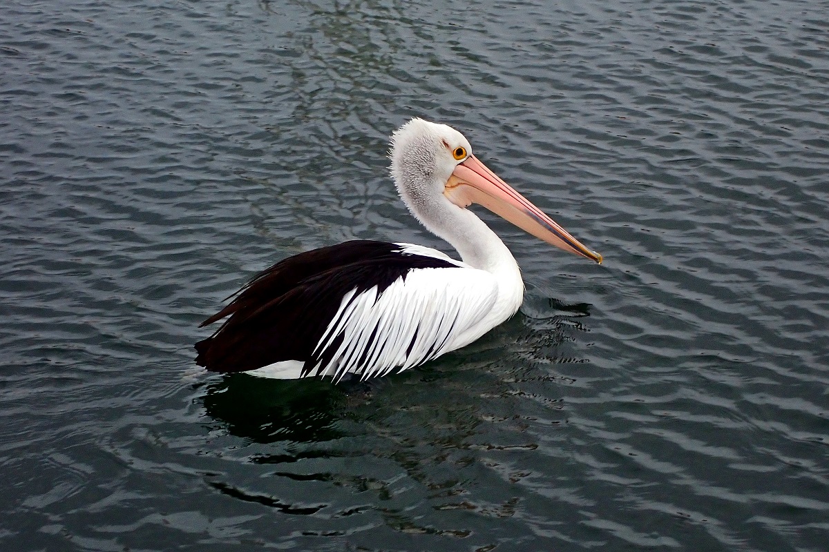 Pelecanus conspicillatus - Australian Pelican