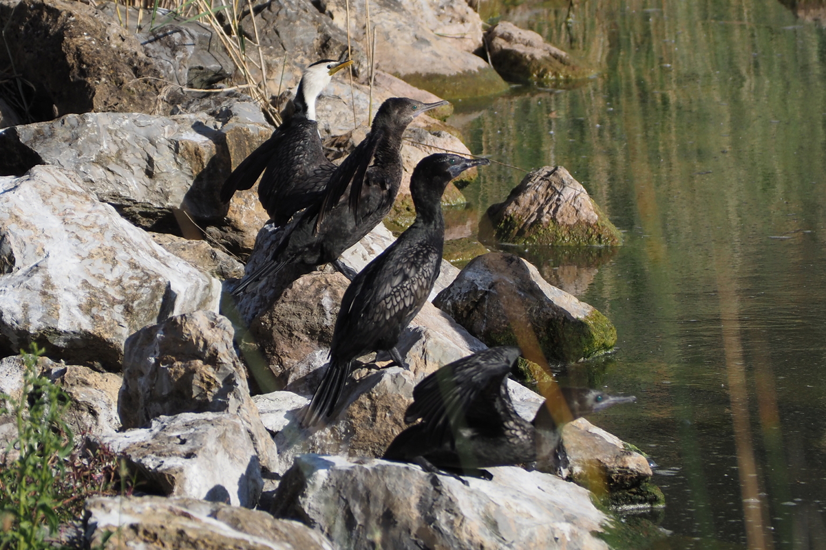 Phalacrocorax sulcirostris - Little Black Cormorant