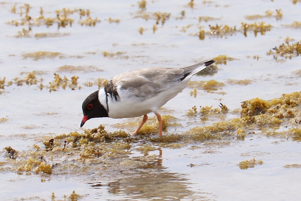 Thinornis cucullatus - Hooded Plover