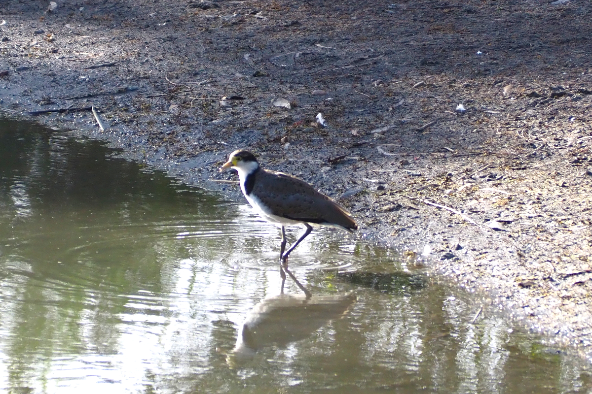 Vanellus miles (ssp. novaehollandiae) - Black-shouldered Lapwing