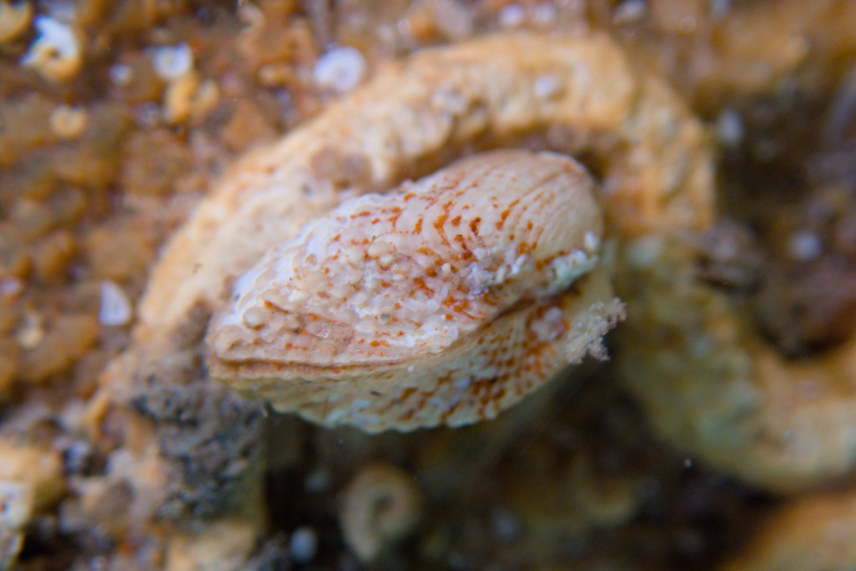 Acar squamosa
