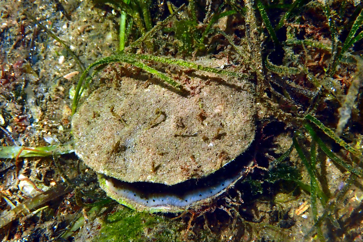Equichlamys bifrons - Queen Scallop