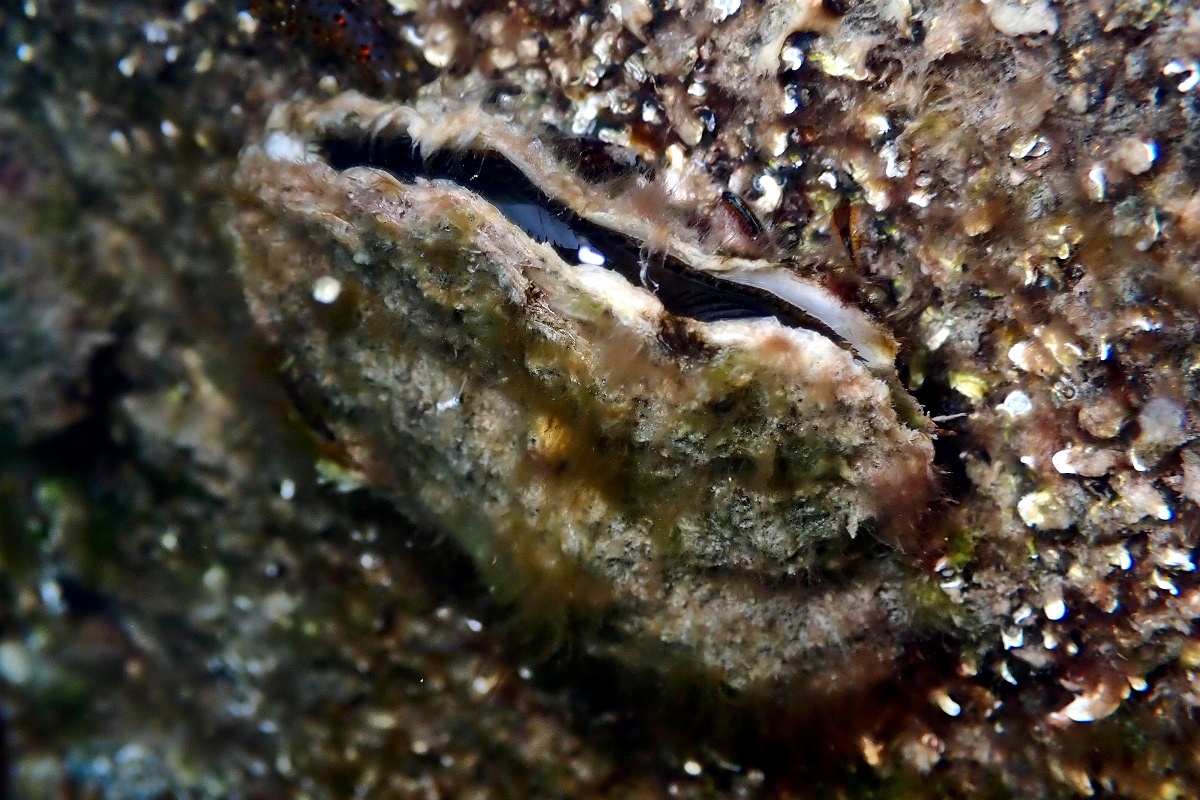 Magallana gigas - Pacific Oyster