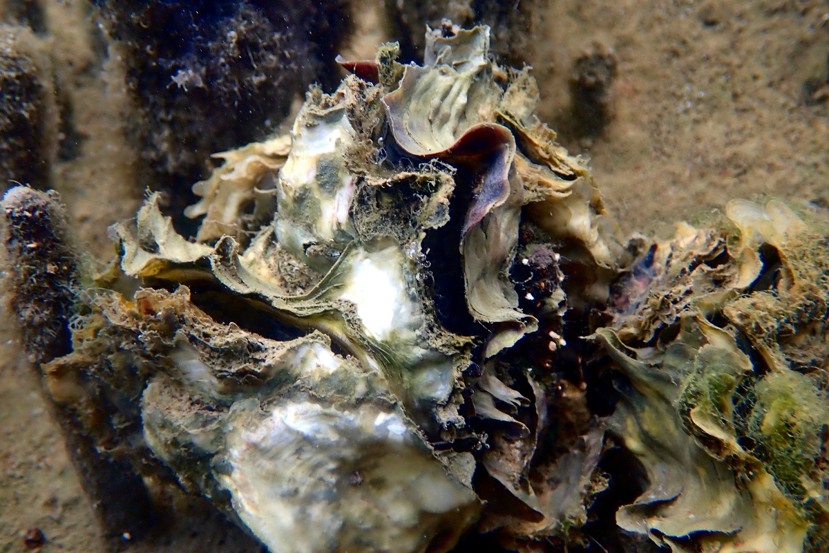 Magallana gigas - Pacific Oyster