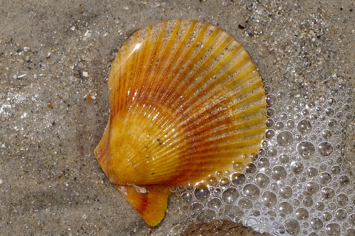 Mimachlamys asperrima - Doughboy Scallop