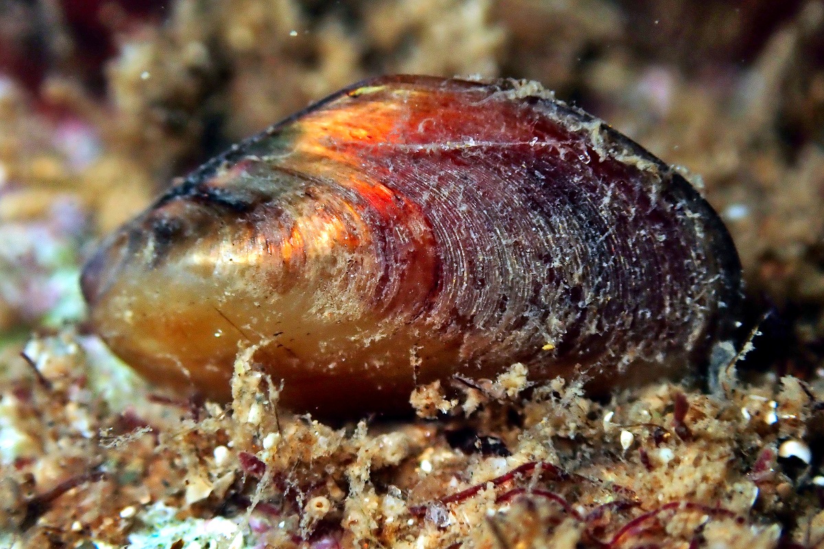 Modiolus areolatus - Broad Horse Mussel