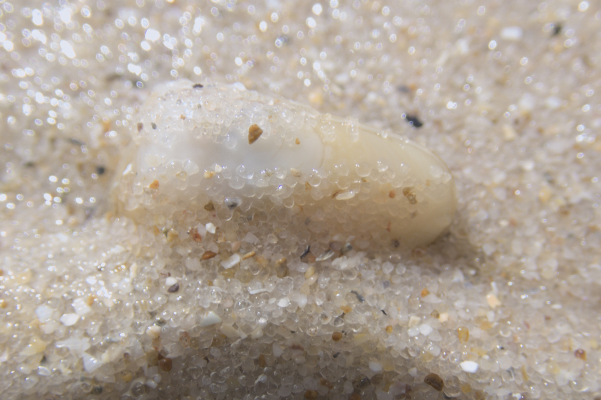 Paphies elongata - Elongate Little Wedge Shell 