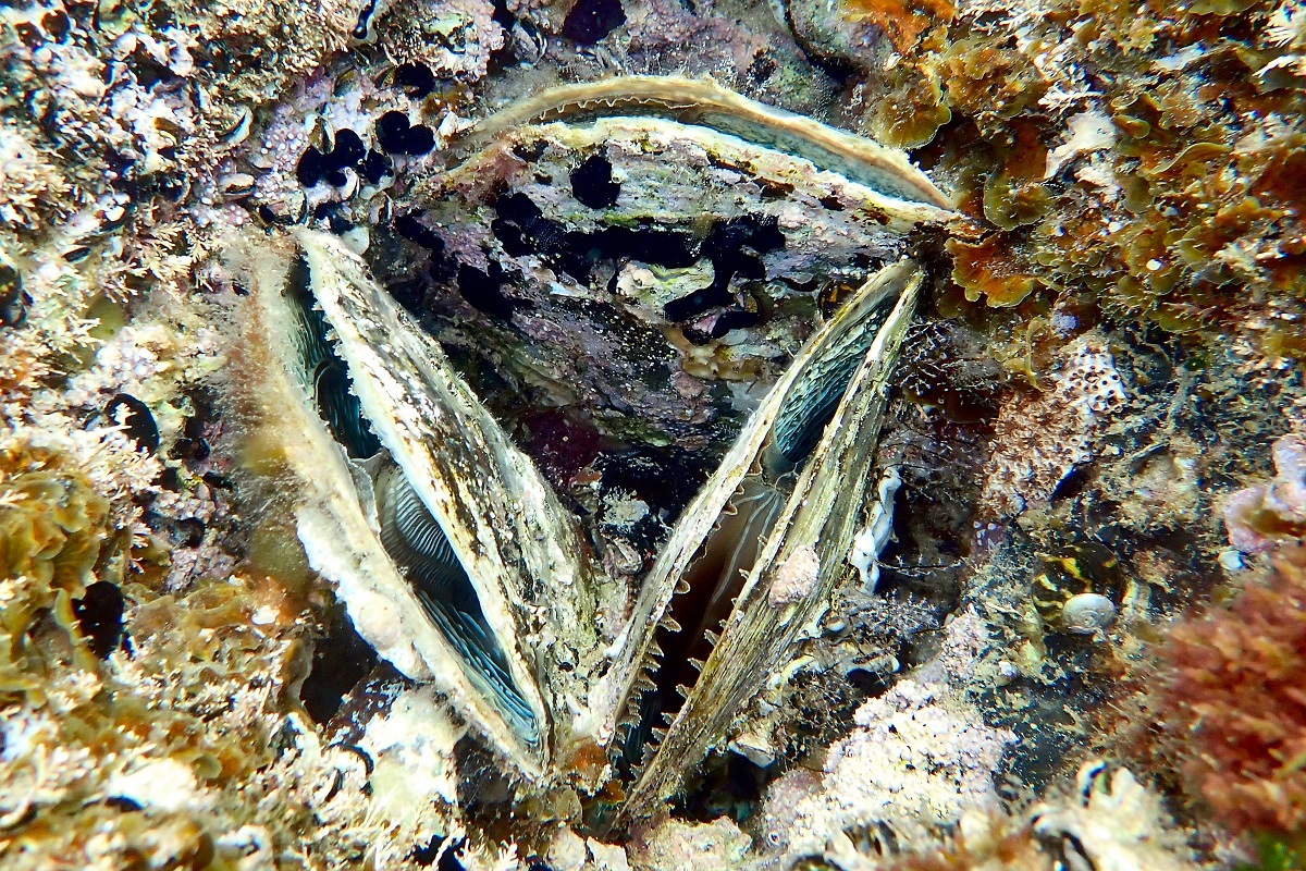 Pinna bicolor - Common Razor Clam