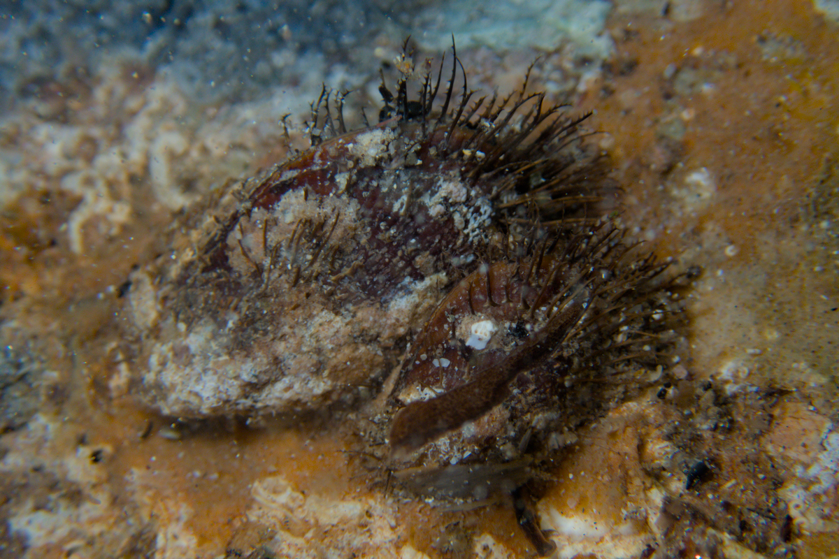 Trichomya hirsuta - Hairy Mussel