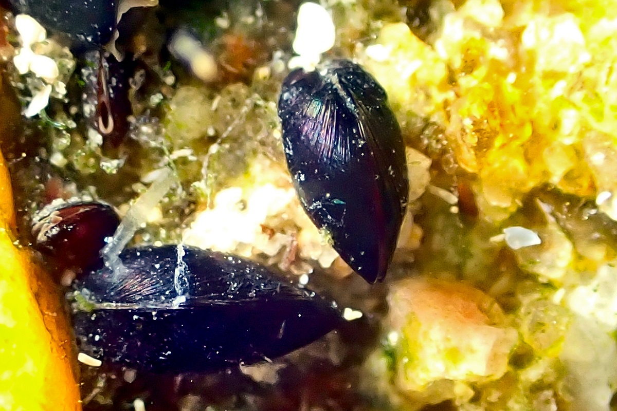 Xenostrobus pulex - Little Black Horse Mussel