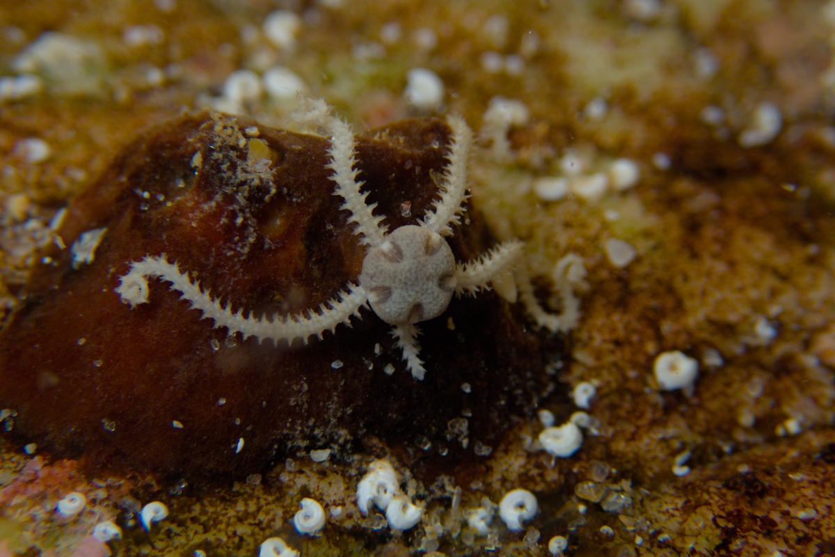 Amphipholis squamata - Dwarf Brittle Star