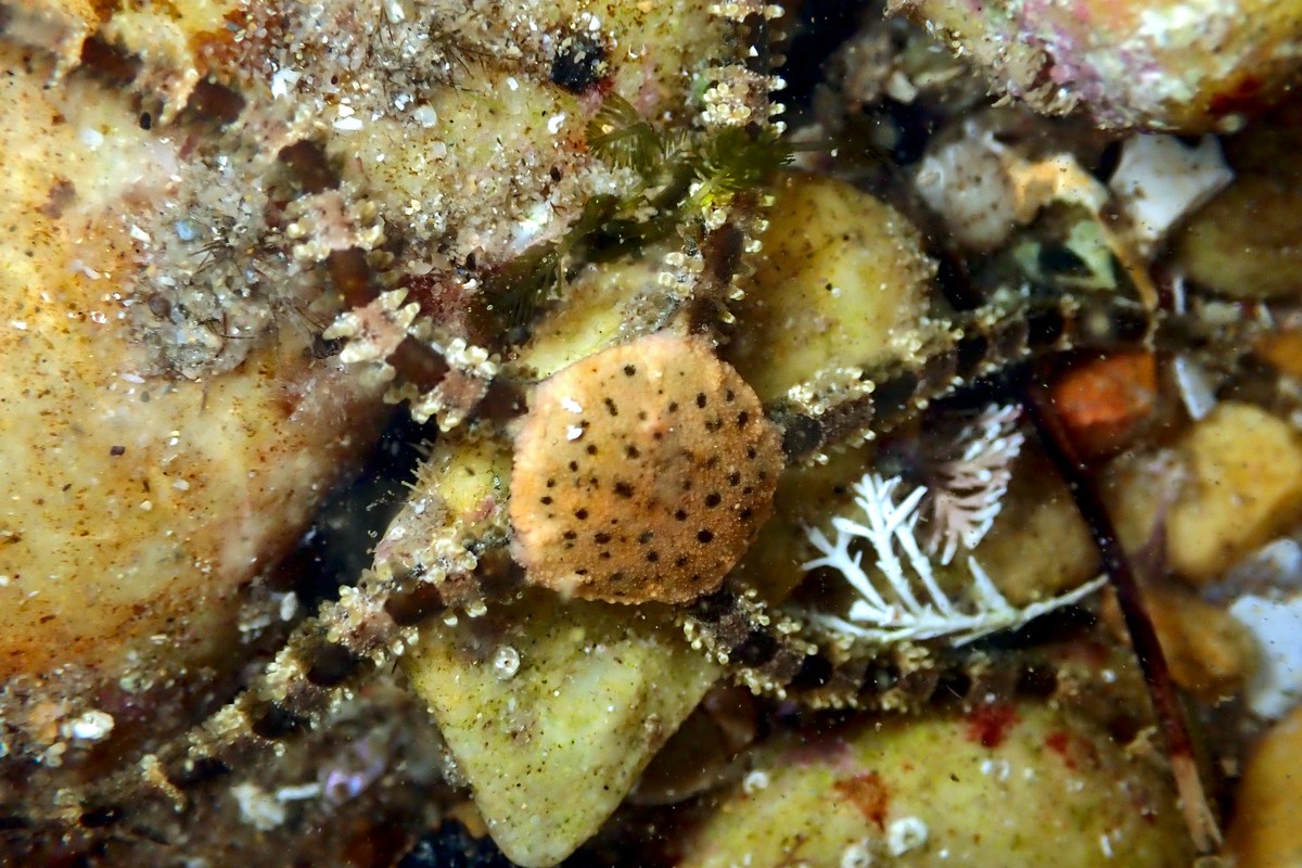 Ophiomyxa australis