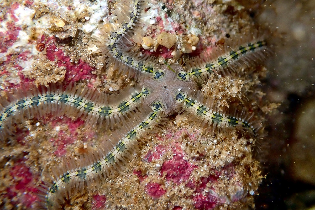 Ophiothrix spongicola