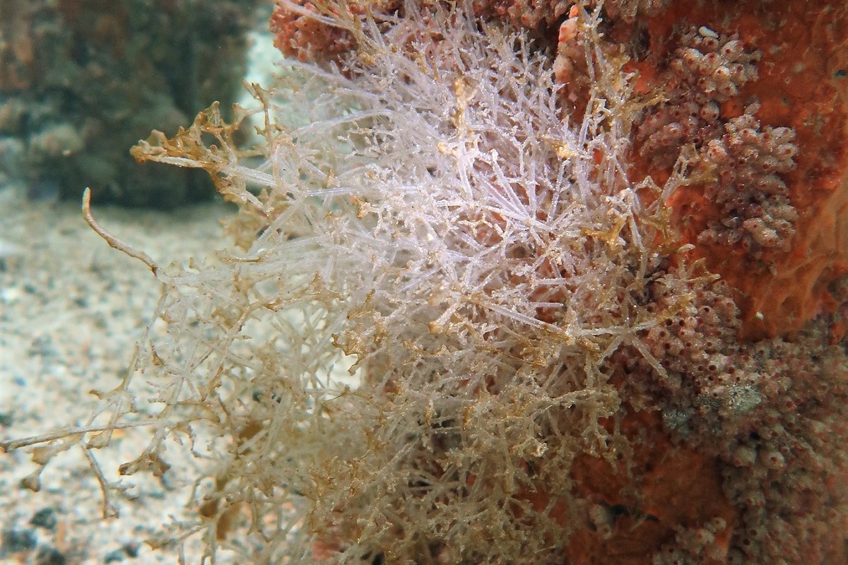 Amathia verticillata - Spaghetti Bryozoan