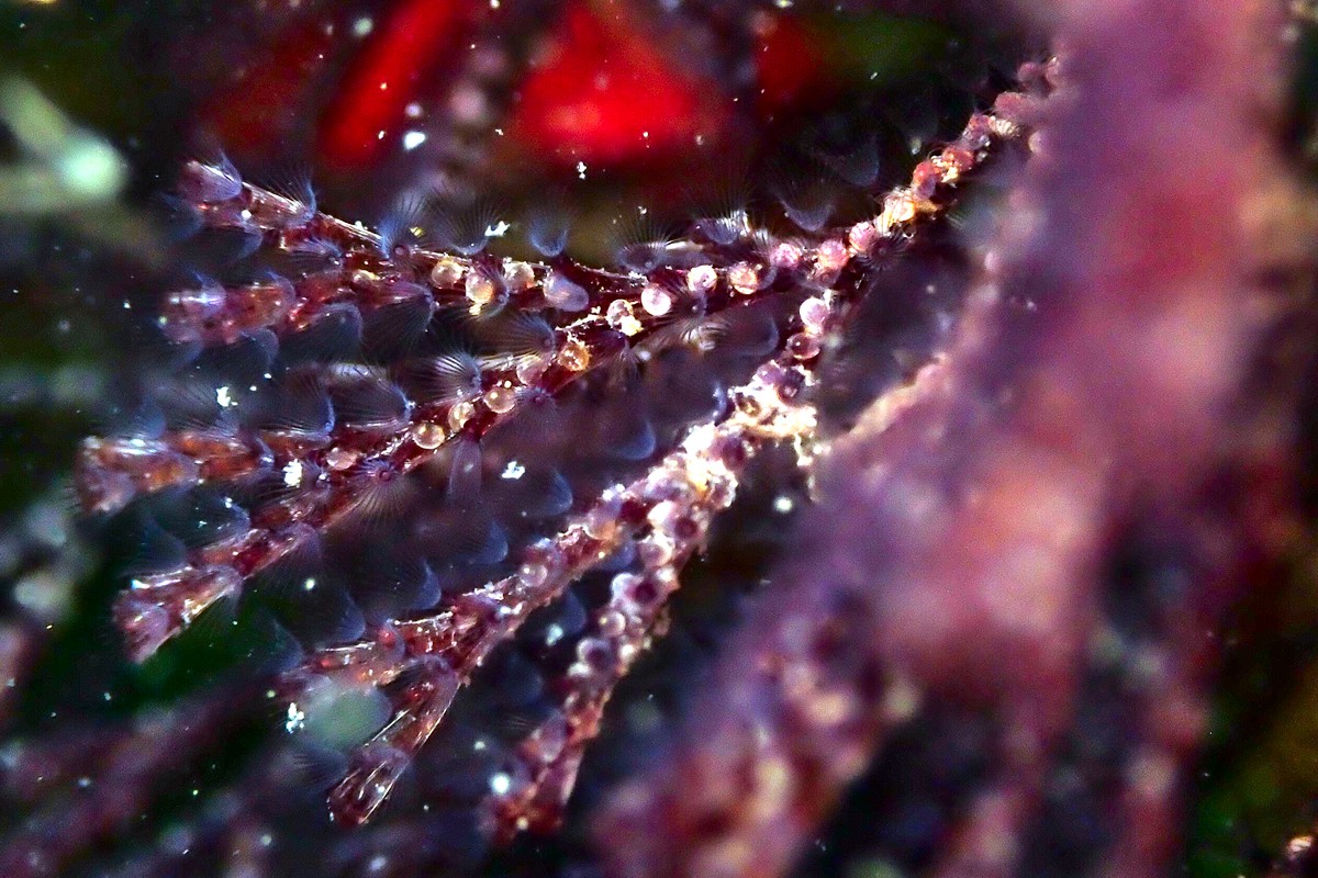 Bugula neritina - Brown Bryozoan