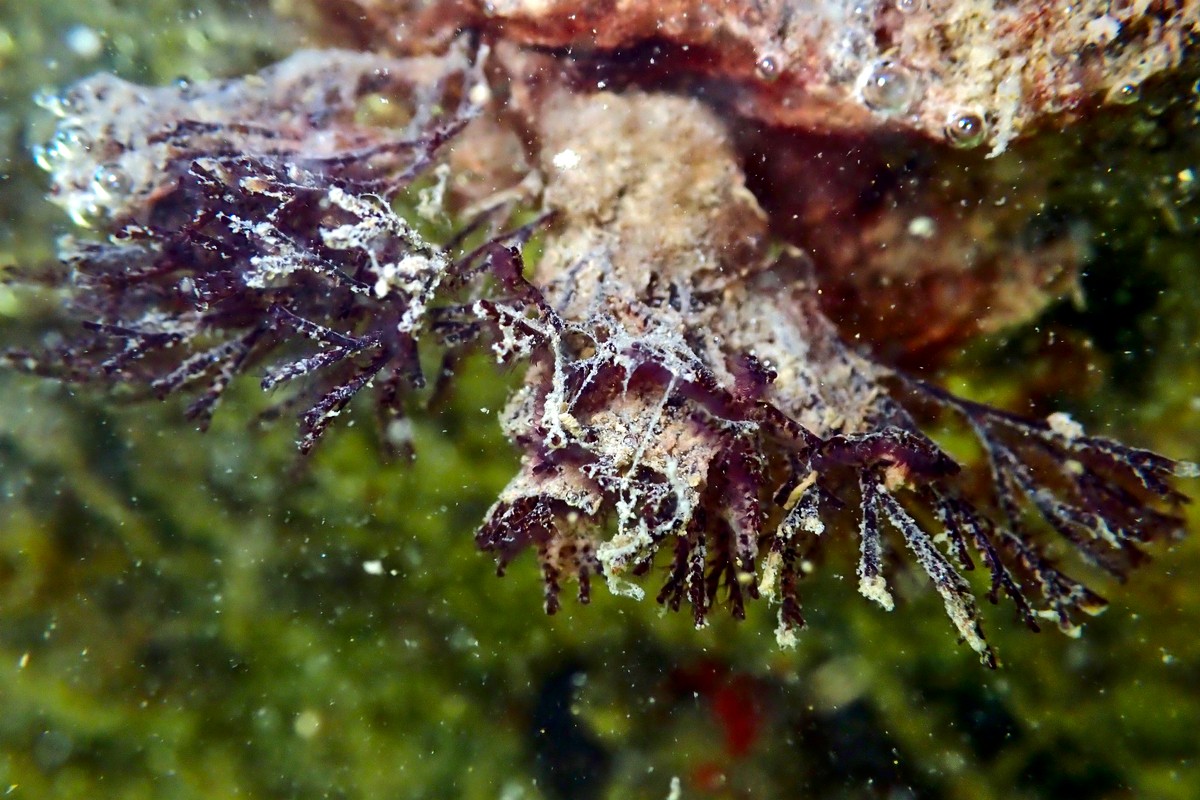 Bugula neritina - Brown Bryozoan