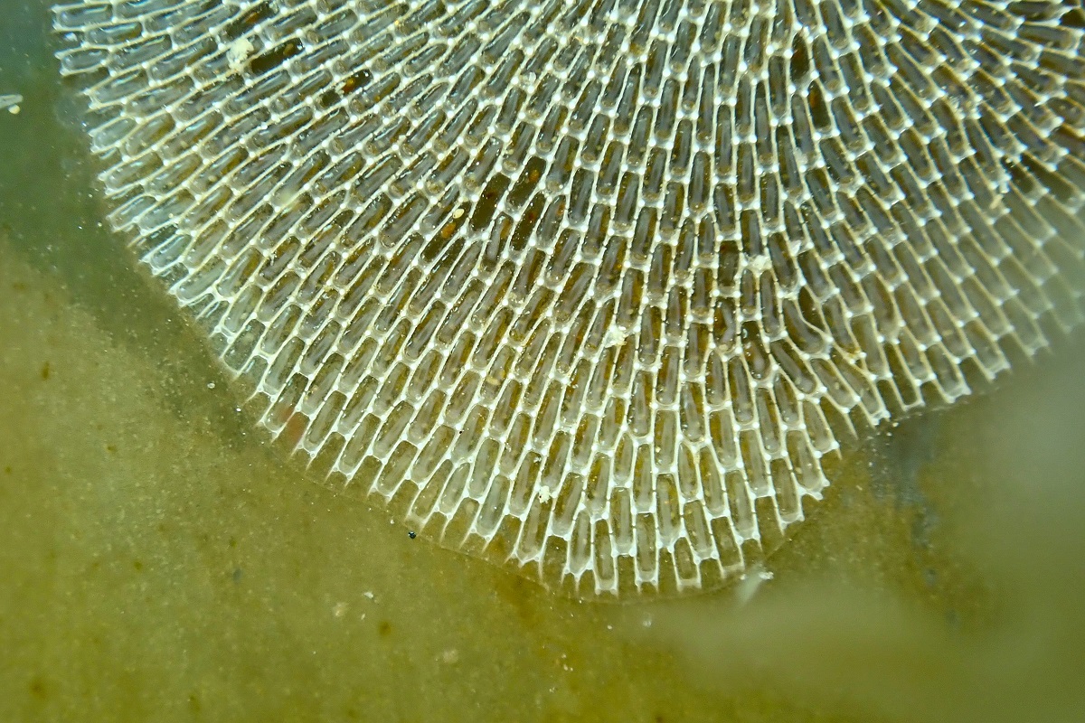 Membranipora membranacea