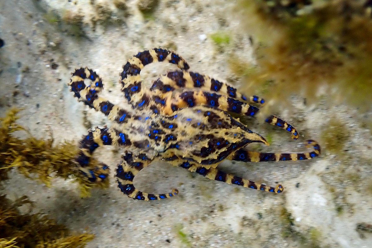 Hapalochlaena maculosa - Southern Blue-Ringed Octopus