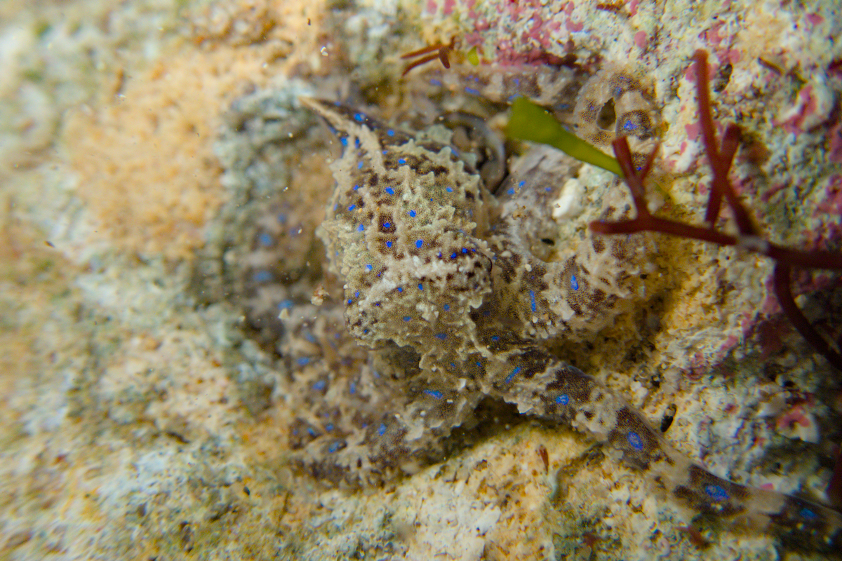 Hapalochlaena maculosa - Southern Blue-Ringed Octopus