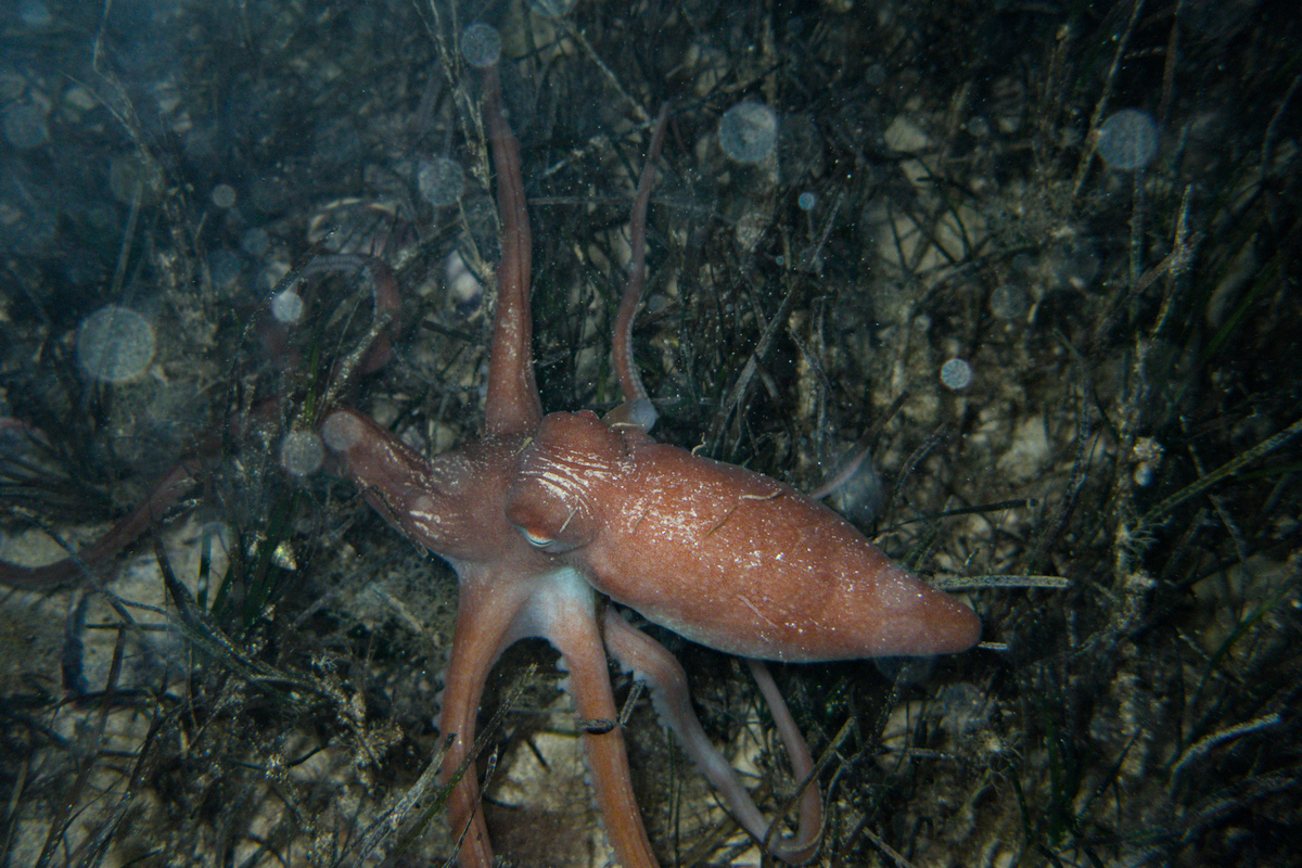 Octopus kaurna - Southern Sand Octopus