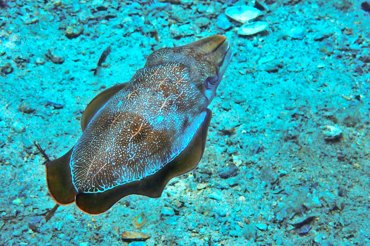 Sepia apama - Giant Cuttlefish