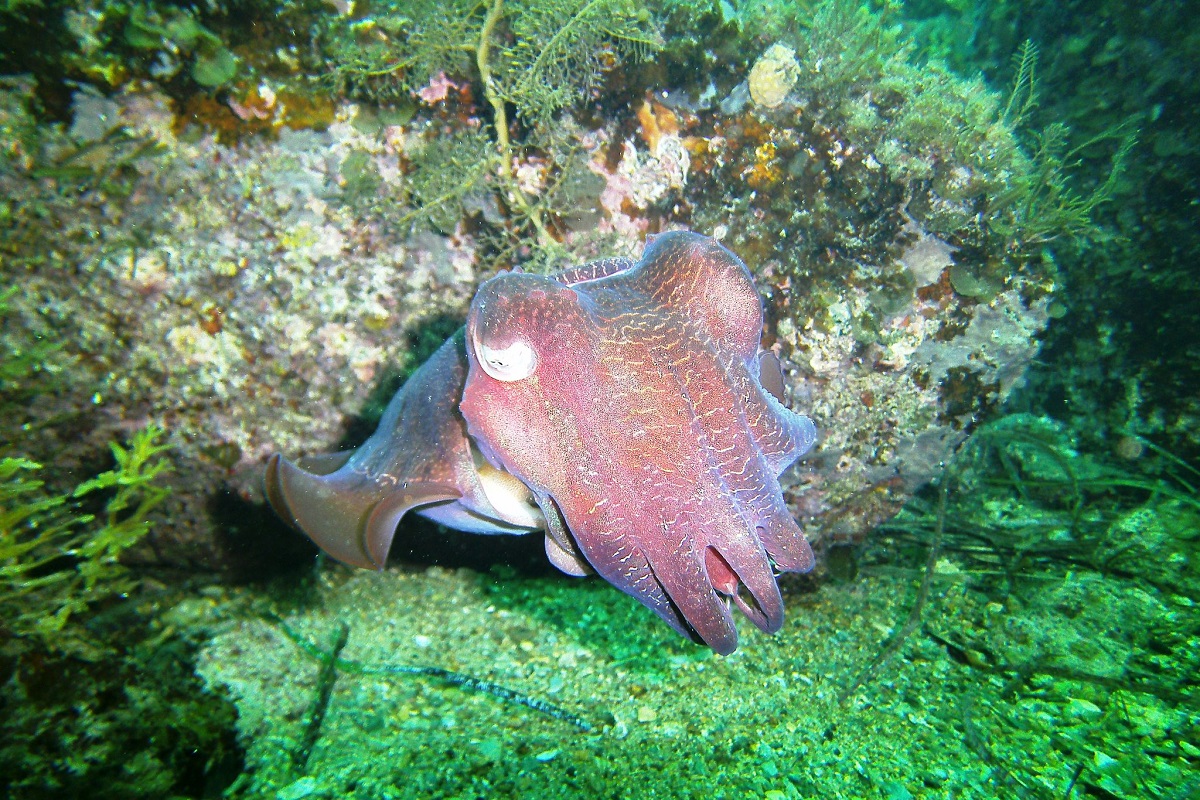 Sepia apama - Giant Cuttlefish