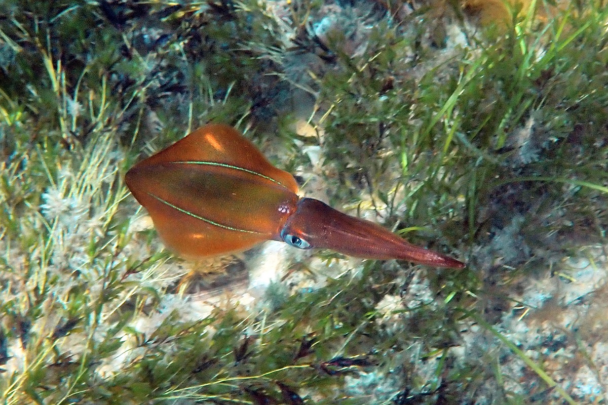 Sepioteuthis australis - Southern Calamari